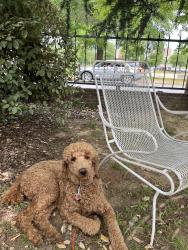 Lost Female Dog last seen Near th and Main St , Little Rock, AR 72202
