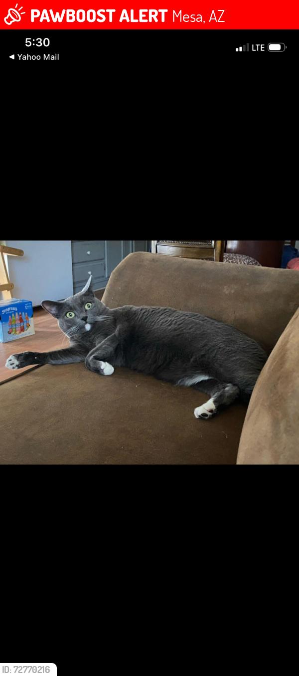 Lost Female Cat last seen Broadway and Allred Ave. Mesa, Mesa, AZ 85204