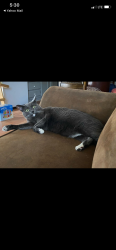 Lost Female Cat last seen Broadway and Allred Ave. Mesa, Mesa, AZ 85204