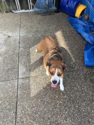 Found/Stray Unknown Dog last seen Waterberry and Brigadoon , Hamilton, ON L9C 0B2