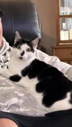 Lost Male Cat last seen Hanna and Marquette, Wilmington, NC 28412