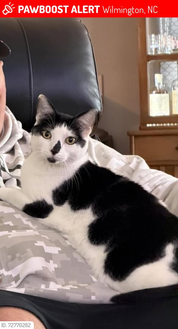 Lost Male Cat last seen Hanna and Marquette, Wilmington, NC 28412
