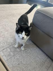 Lost Male Cat last seen Greystone Way , Birmingham, AL 35242