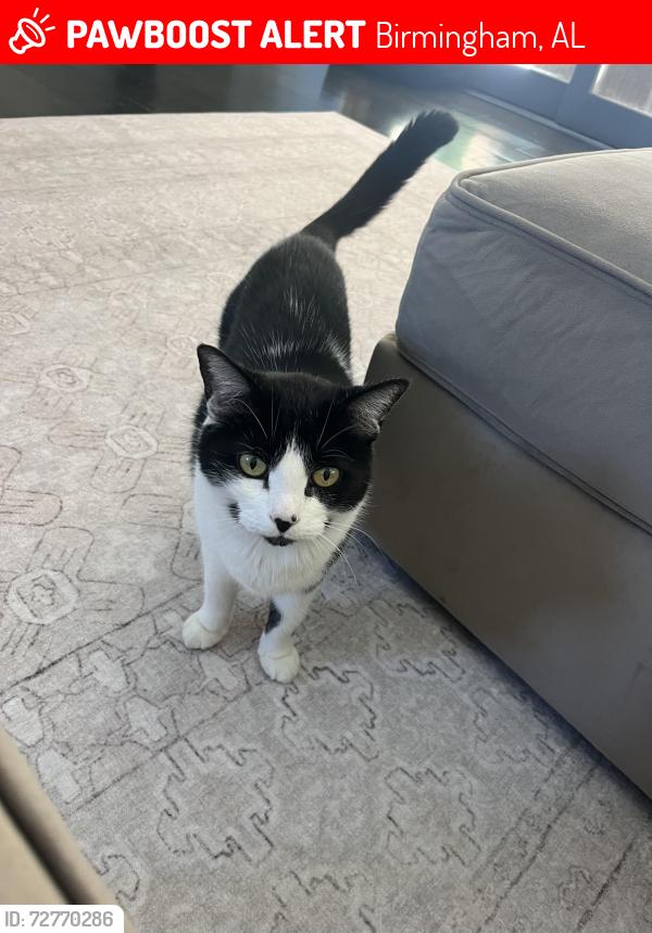 Lost Male Cat last seen Greystone Way , Birmingham, AL 35242