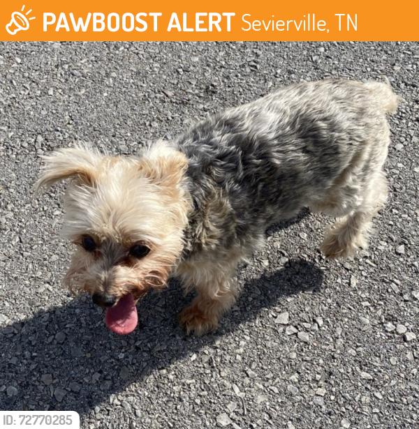Found/Stray Unknown Dog last seen Sevierville TN, Sevierville, TN 37862