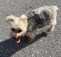 Found/Stray Unknown Dog last seen Sevierville TN, Sevierville, TN 37862