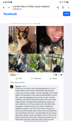 Lost Female Cat last seen 24th Ave N.E and 16th st 34120, Rural Estates, FL 34120