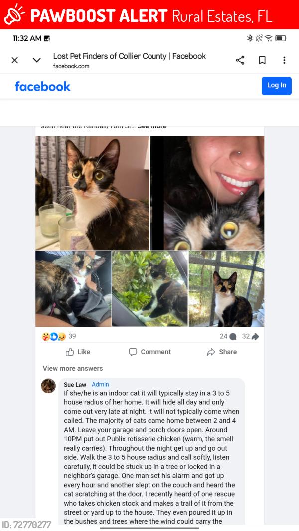 Lost Female Cat last seen 24th Ave N.E and 16th st 34120, Rural Estates, FL 34120