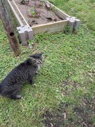 Found/Stray Unknown Cat last seen Route 1, Colonial Heights, VA 23834