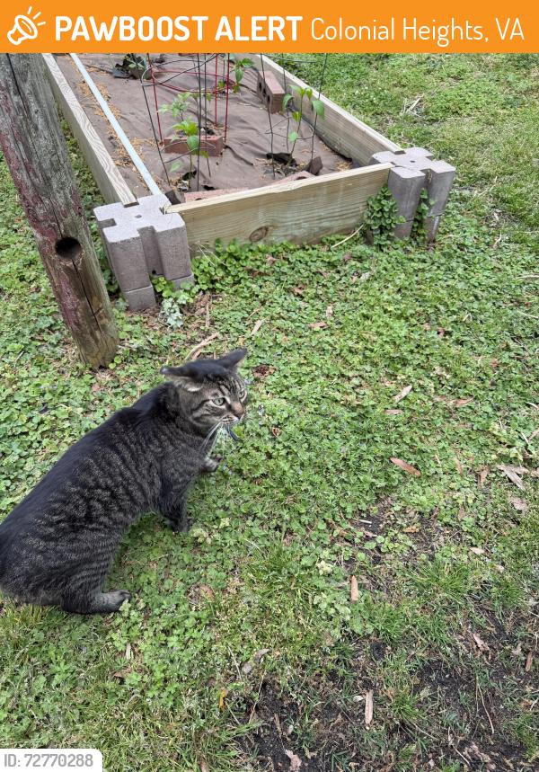 Found/Stray Unknown Cat last seen Route 1, Colonial Heights, VA 23834