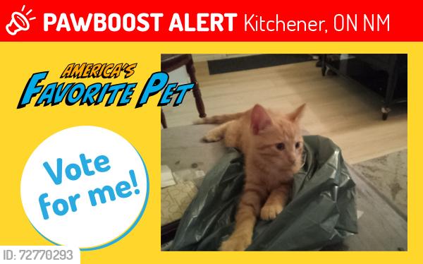 Lost Male Cat last seen Queen, Kitchener, ON N2M