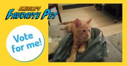 Lost Male Cat last seen Queen, Kitchener, ON N2M