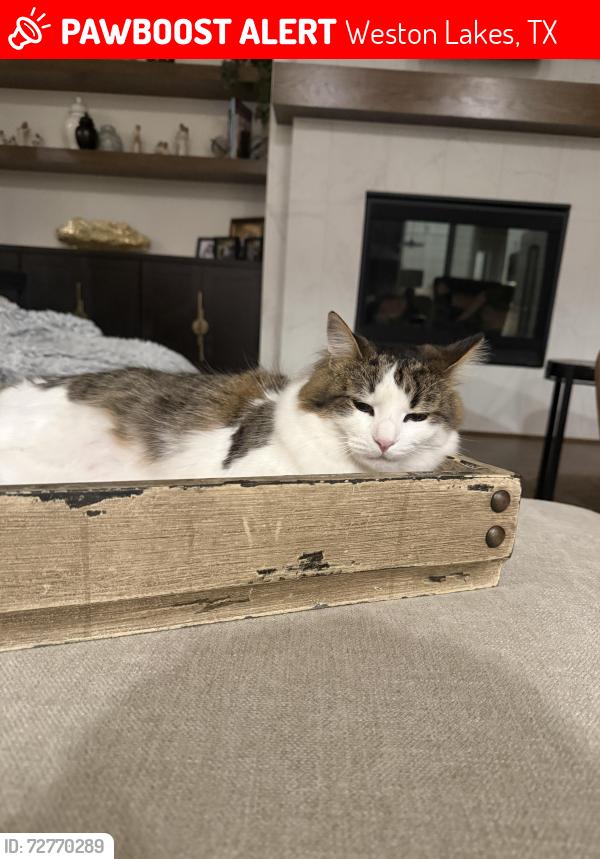 Lost Male Cat last seen The Park subdivision by Weston Lakes, Weston Lakes, TX 77441