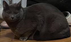 Found/Stray Unknown Cat last seen East 16 st/17th y&z, Brooklyn, NY 11235