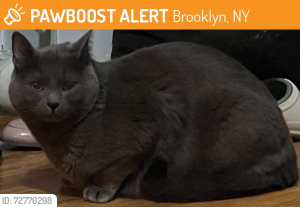 Found/Stray Unknown Cat last seen East 16 st/17th y&z, Brooklyn, NY 11235
