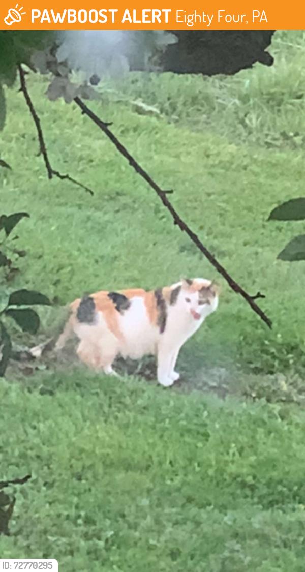 Found/Stray Female Cat last seen Rt 519, one mile from north strabane park, Eighty Four, PA 15330