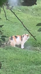 Found/Stray Female Cat last seen Rt 519, one mile from north strabane park, Eighty Four, PA 15330