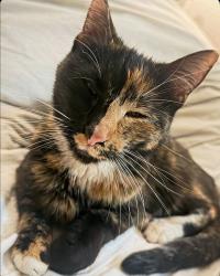 Lost Female Cat last seen 169th between Halsey and Wilkes school , Portland, OR 97230