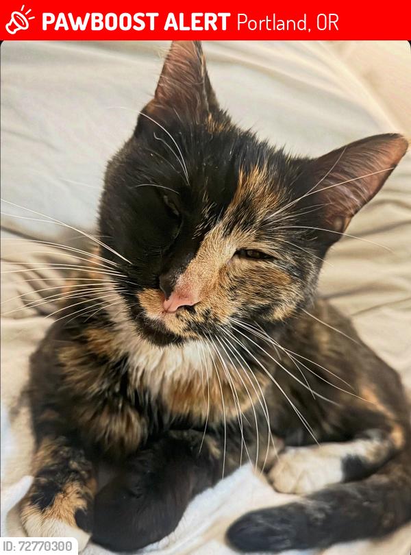 Lost Female Cat last seen 169th between Halsey and Wilkes school , Portland, OR 97230