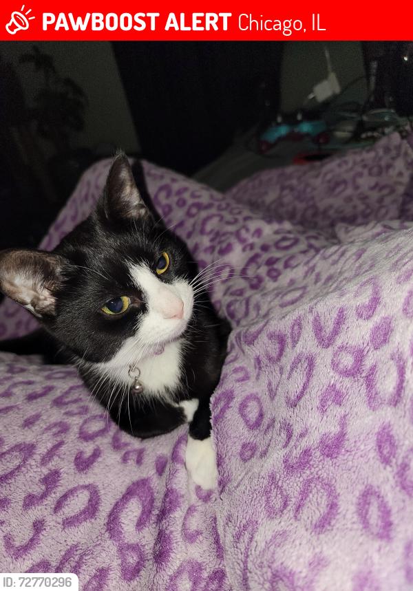 Lost Female Cat last seen Ogden, Chicago, IL 60623