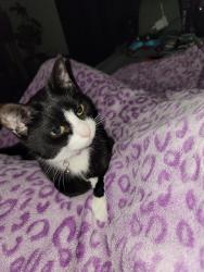 Lost Female Cat last seen Ogden, Chicago, IL 60623