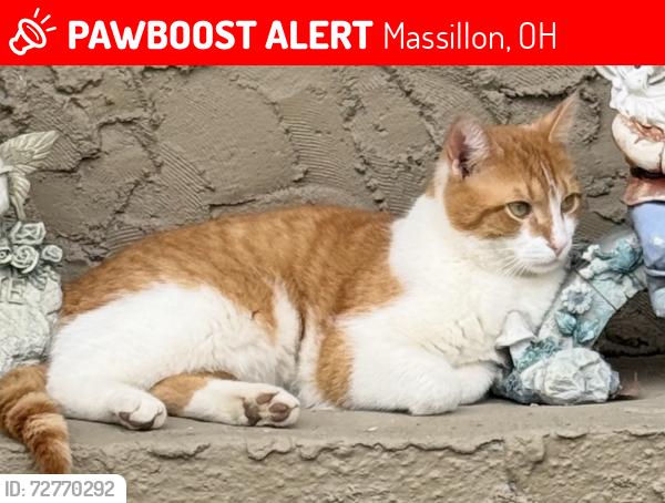 Lost Male Cat last seen Lincoln way west , Massillon, OH 44647
