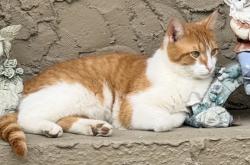 Lost Male Cat last seen Lincoln way west , Massillon, OH 44647