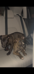 Found/Stray Female Dog last seen Jack in The Box on Northgate Blvd, Sacramento, CA 95833