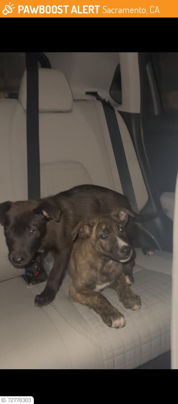 Found/Stray Female Dog last seen Jack in The Box on Northgate Blvd, Sacramento, CA 95833