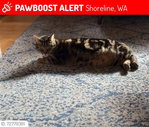 Lost Male Cat last seen NE 185th St and 16th Ave NE, Shoreline, WA 98155