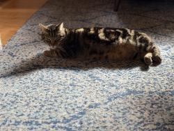 Lost Male Cat last seen NE 185th St and 16th Ave NE, Shoreline, WA 98155