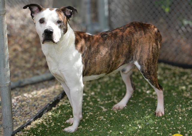 Shelter Stray Male Dog last seen Near BLOCK W TESS AVE, WEST VALLEY CITY UT 84119, 4522 W 3500 S, West Valley City, UT 84120, USA