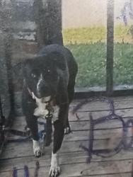 Lost Male Dog last seen Pennsylvania , Oklahoma City, OK 73106