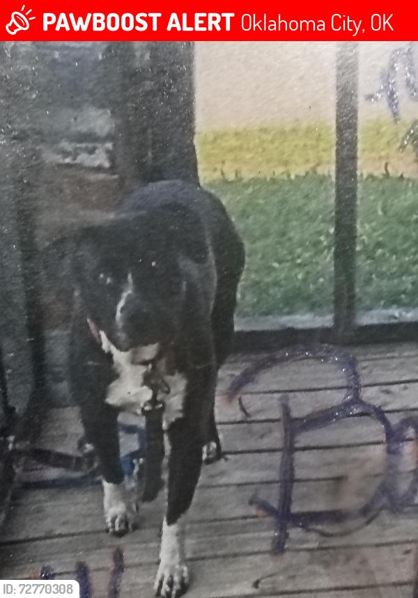 Lost Male Dog last seen Pennsylvania , Oklahoma City, OK 73106