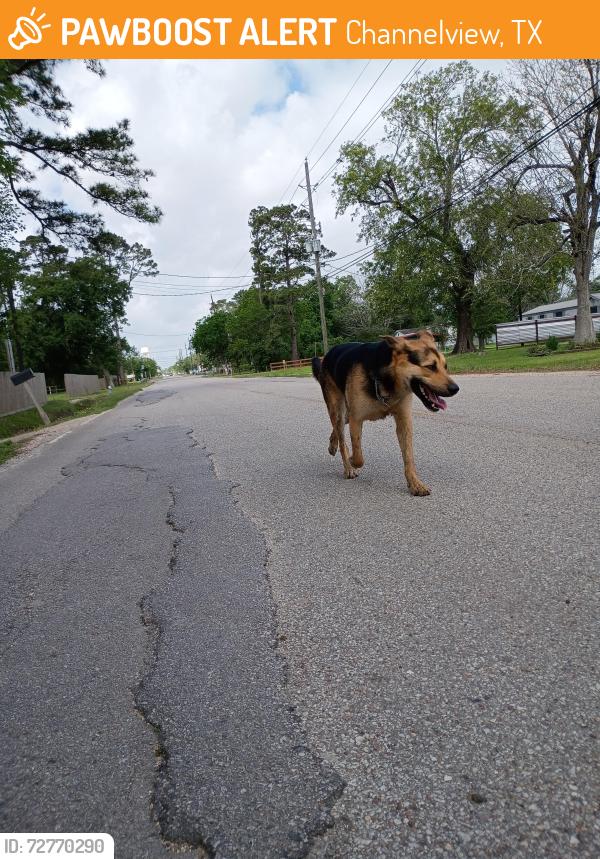 Found/Stray Male Dog last seen By the big park with the walking trail at the end of Bear Bayou Drive, Channelview, TX 77530