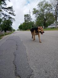Found/Stray Male Dog last seen By the big park with the walking trail at the end of Bear Bayou Drive, Channelview, TX 77530