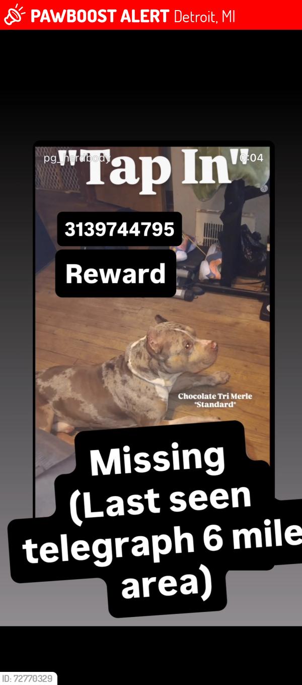 Lost Male Dog last seen Telegraph and 6 mile, Detroit, MI 48219