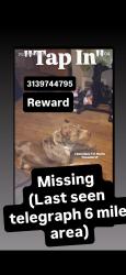 Lost Male Dog last seen Telegraph and 6 mile, Detroit, MI 48219