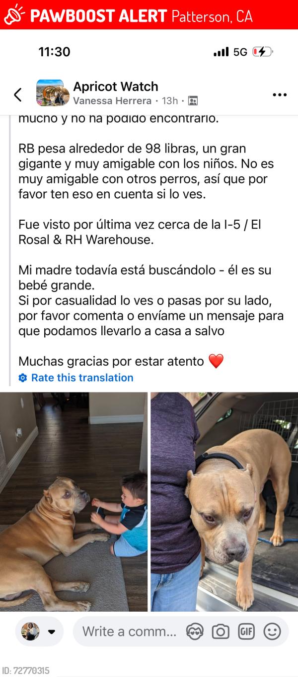Lost Male Dog last seen Walmart, Patterson, CA 95363