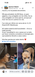 Lost Male Dog last seen Walmart, Patterson, CA 95363