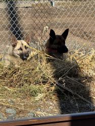 Found/Stray Unknown Dog last seen They are by the commercial buildings , Stockton, CA 95215