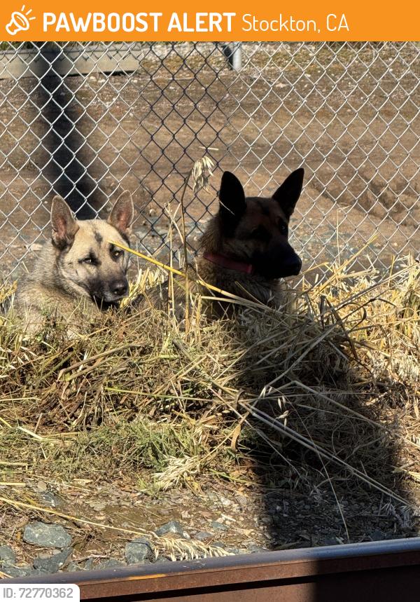 Found/Stray Unknown Dog last seen They are by the commercial buildings , Stockton, CA 95215