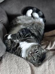 Lost Female Cat last seen Ambleside dr and cardwell sq n, Columbus, OH 43229