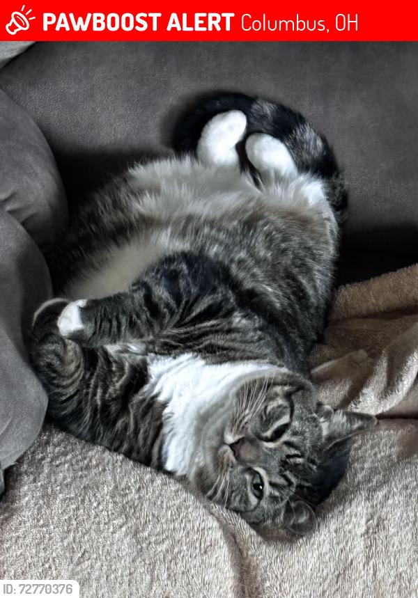 Lost Female Cat last seen Ambleside dr and cardwell sq n, Columbus, OH 43229