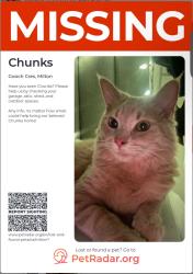 Lost Male Cat last seen Pringle avenue , Milton, ON L9T 7M1
