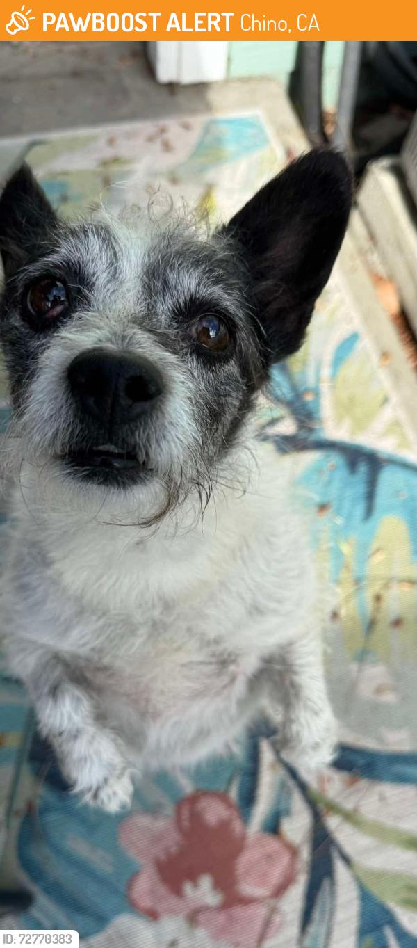 Found/Stray Male Dog last seen Park & 13th CHINO CA, Chino, CA 91710