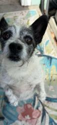 Found/Stray Male Dog last seen Park & 13th CHINO CA, Chino, CA 91710