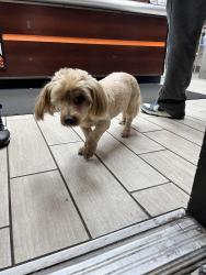 Found/Stray Male Dog last seen Little Cesar’s Pizza- Century Blvd and Felton, Inglewood, CA 90304
