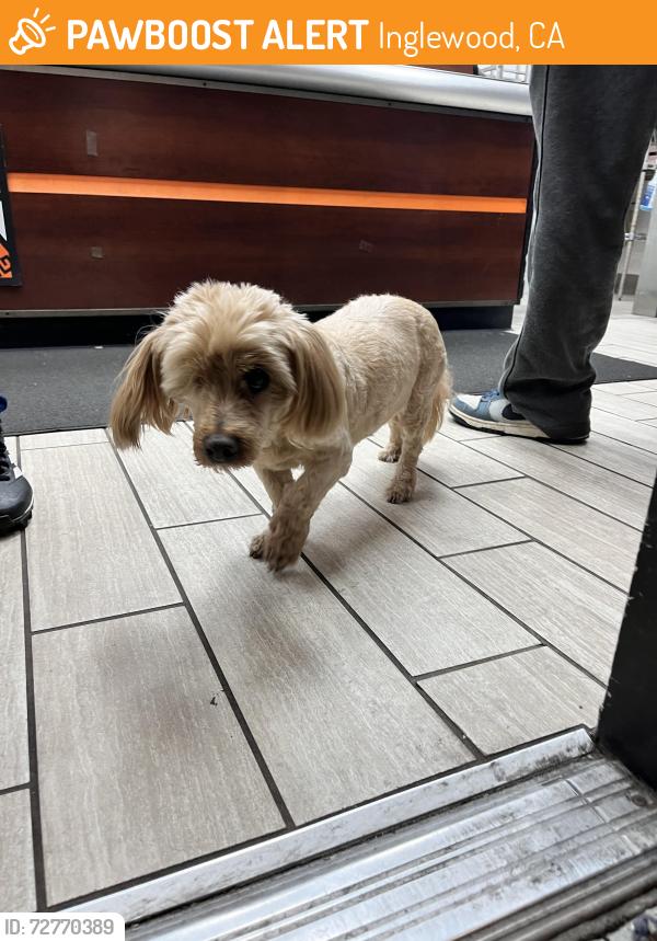 Found/Stray Male Dog last seen Little Cesar’s Pizza- Century Blvd and Felton, Inglewood, CA 90304