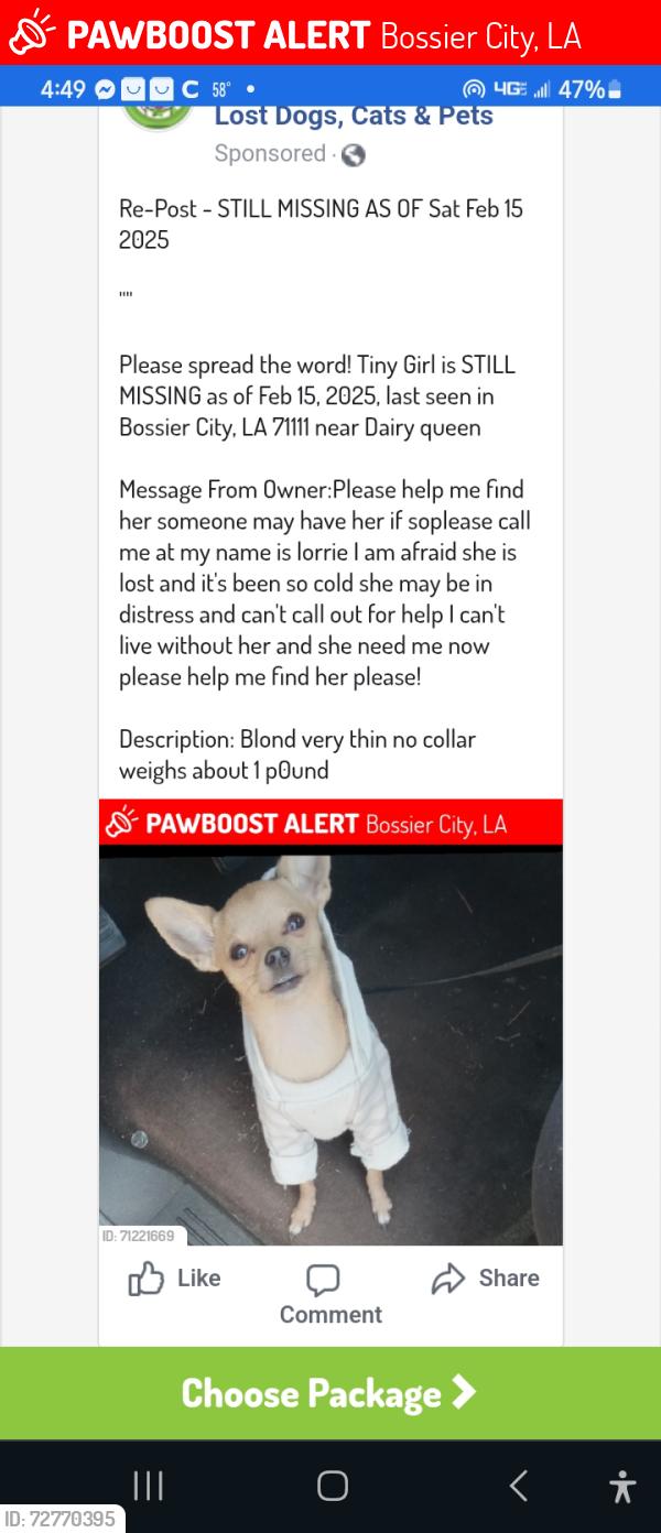 Lost Female Dog last seen Hwy 80, Bossier City, LA 71111